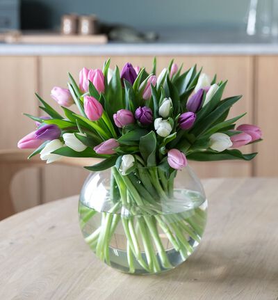 30 tulipaner kalde farger